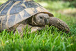 Eastern Hermann's tortoise, European terrestrial turtle, Testudo hermanni boettgeri, turtle on the lawn in nature