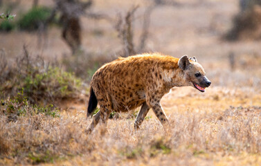 spotted hyenas