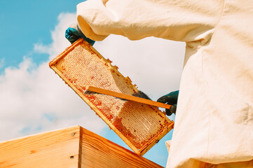 Wall Mural - A beekeeper in a protective suit and gloves shakes bees with a brush from a honey frame against a background of green bushes and blue sky. Eco apiary in nature. Pumping out honey. Beekeeping