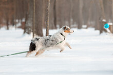 Australian Shepherd Dog The Snow. Dog On Winter Walk. Active Pet. Running Dog