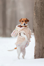 Jack Russell Terrier Dog Standing On Hind Legs In The Snow. Dog On Winter Walk. Active Pet. Dressed Dog