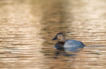 Canvasback duck female at golden hour light and golden reflections in a pond