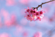 Pink Cherry Blossom Flowers In Thailand, Scientific Name: Prunus Cerasoides, Native Plant That Grows Naturally In The Hill Of The North And Northeast, Flower And Blue Sky Background, Selective Focus.