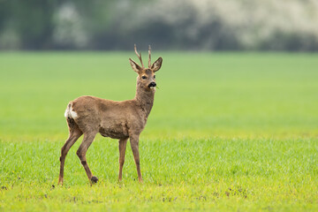Wall Mural - roe deer, capreolus capreolus, standing on green meadow in spring nature. roebuck observing on field