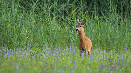 Wall Mural - Roe deer, capreolus capreolus, standing on wildlfower meadow in summer nature. Roebuck observing on green field. Antlered mammal looking on grassland.