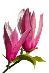 Wall Mural - magnolia liliiflora 'nigra'