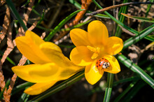 Yellow Crocus And Red Ladybug Insect