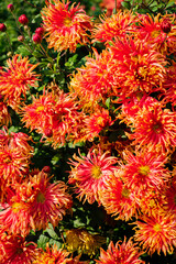 Sticker - chrysanthemum flower in sunlight in autumn