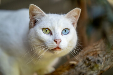 cat with two color eyes, Heterochromia