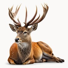 Portrait Of A Buck Deer Isolated On A White Background