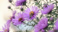 Aster Symphyotrichum Or New England Aster Swaying In Low Breeze, Bee On Flower. Beautiful Autumn Flowers. Purple Asters. Nature Background For Relaxation. Selective Focus, Slow Motion, Close-up