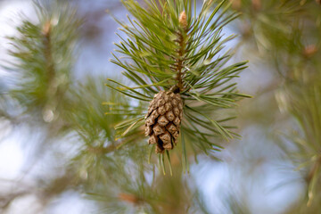 close up of a pine tree cone