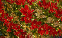 Close Up On Poinsettia Flower And Christmas Tree Decoration