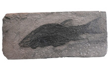 Close Up On Fish Fossil In Rock