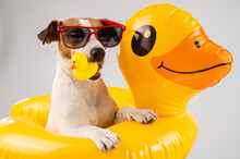 Jack Russell Terrier Dog In Sunglasses In An Inflatable Circle Holds A Rubber Duck On A White Background. Isolate. 