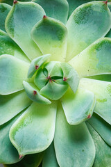 Wall Mural - Fresh green succulent flower macro view. Natural flower background for your design.