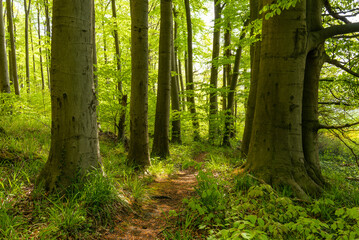 Picturesque footpath leading between huge beech trees with fresh green foliage in a springtime forest, Weserbergland, Germany