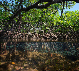 Wall Mural - Mangrove trees in the sea, foliage with roots and shoal of fish underwater, split view , Caribbean sea, Central America, Panama