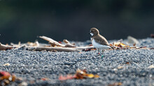 Banded Dotterel, Pohowera, On A Beach At Kaikoura.
