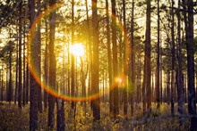 The Setting Sun Creates Lens Flare And Is Seen Through A Grove Of Pine Trees In A Part Of The Green Swamp In Southeast North Carolina