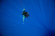 © Cavan Images - Man Spearfishes while freediving in the Gulf Stream off NC