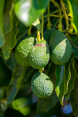 Wall Mural - Ripe green hass avocadoes hanging on tree ready to harvest, avocado plantation on Cyprus