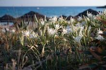 Blossom Of Wild White Flowers Sea Daffodils On Sandy Beach On Cyprus