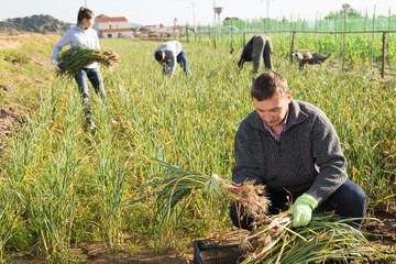 Wall Mural - Farmer harvests garlic on the field and puts in plastic box for sale in the market. High quality photo