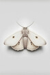 © KP Designs - white moth closeup illustration isolated on a plain white background