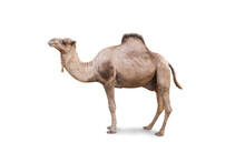 Arabian Camel, Dromedary Or Arabian Camel Isolated On White Background