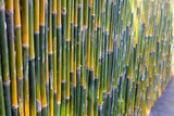 Fototapeta Sypialnia - Yellow green bamboo texture. Bamboo wall or fence background