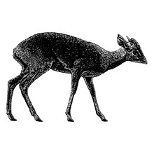 Dik-Dik Hand Drawing. Vector Illustration Isolated On Background.