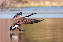 Cleared To Land. Canada Goose (Branta Canadensis) Just Before Touchdown On Glassy Water. Waterfowl Wings And Feathers Spread Wide, Feet Down. Landscape, Horizontal, Background. Minnesota