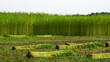 Green jute field. The jute is being dried on the ground. Jute is a type of bast fiber plant. Jute is the main cash crop of Bangladesh.