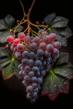  A Bunch Of Grapes With Leaves And Drops Of Water On Them On A Black Background With A Black Background And A Red And Green Vine With Green Leaves On The Bottom Right Side Of The. Generative Ai