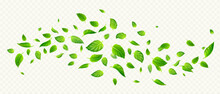 Green Mint Leaves Falling And Flying In Air. Fresh Summer Or Spring Foliage Of Tea Or Peppermint, Flow Of Herbal Leaves Isolated On Transparent Background, Vector Realistic Illustration