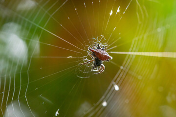 Wall Mural - A spiny orb weaver spider from genus Gasteracantha on the center of its web