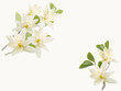 white manolia  flowers on white background