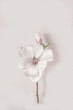White magnolia blossom