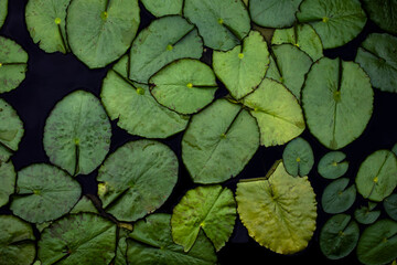 Water lily leaves in the pond