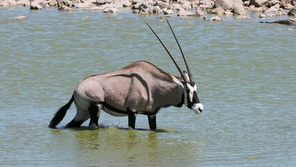 Wall Mural - a gemsbok antelope (oryx gazella) walking in water, etosha national park, namibia