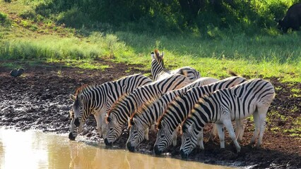 Canvas Print - Plains zebras (Equus burchelli) drinking at a waterhole, Mokala National Park, South Africa