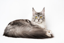 Obedient Fluffy Maine Coon Cat Black Silver Classic Tabby And White Color Lying Down And Looking At Camera. Studio Shot On White Background, Part Of Series Of Photos Purebred Domestic Kitten