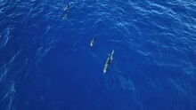 A Pod Of Dolphins Swimming Just Below The Surface Of The Water In Maui. Aerial Birds Eye View.