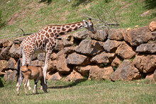 Eland Antelope And Giraffe Eating Grass In The Savannah