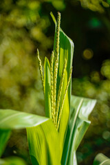 Wall Mural - Fresh Green maize agriculture field.