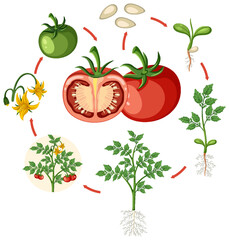 Wall Mural - Life cycle of a tomato plant diagram