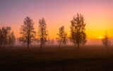 Fototapeta Na ścianę - orange sunrise in the fog and trees