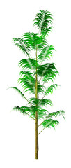 Wall Mural - 3d rendering bamboo palm on white