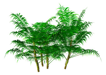 Wall Mural - 3d rendering bamboo palms on white